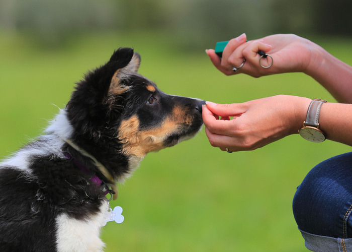 reward-based training