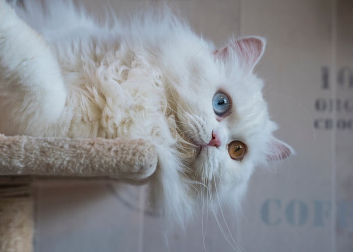 Persian Cat Breed for Apartment Living