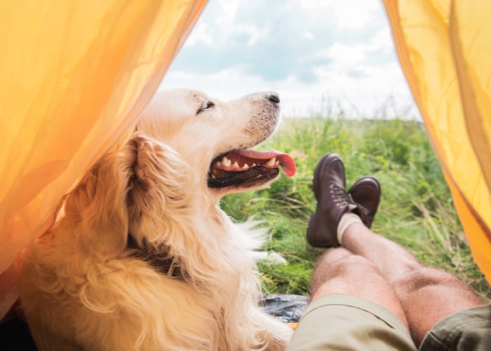 dog-friendly hikes