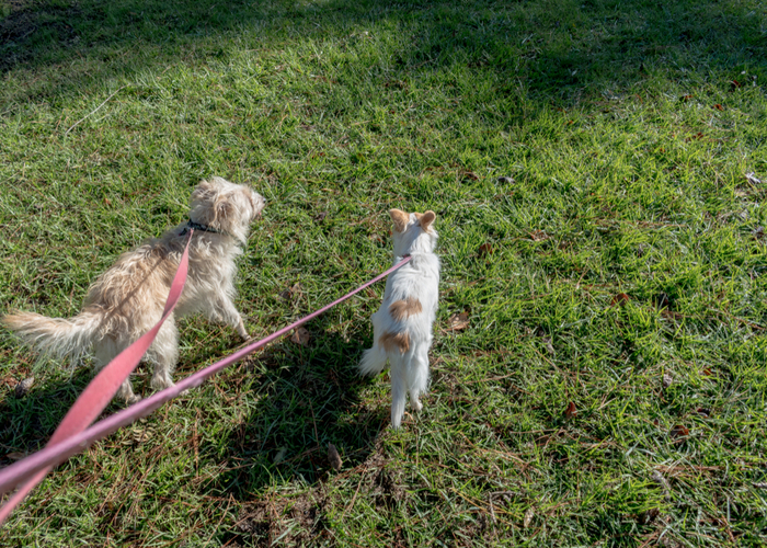 Dual dog leash