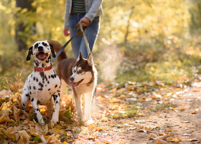 walking two dogs