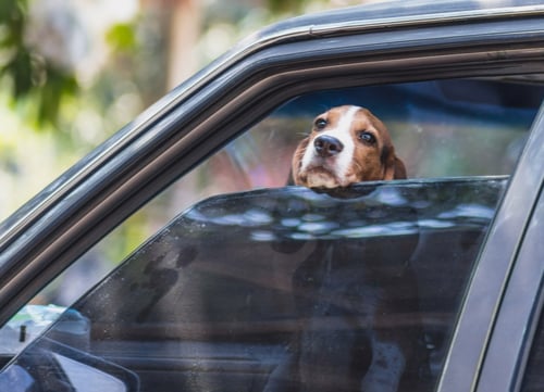 dog inside hot car