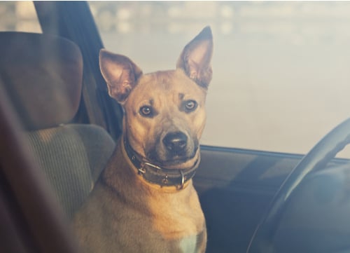 dog inside a hot car