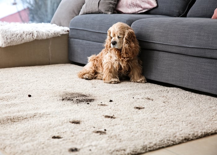 carpet cleaner for pets