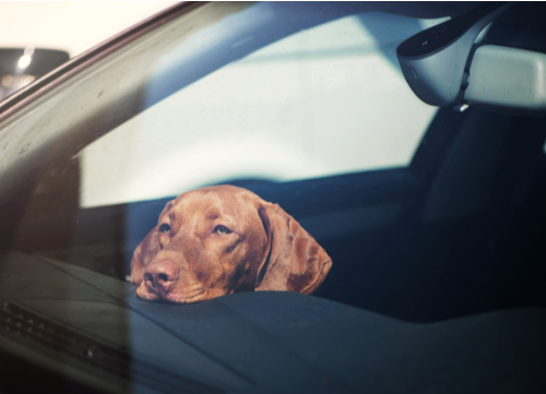 dog inside a hot car