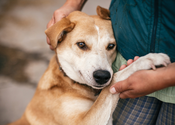 shelter dogs