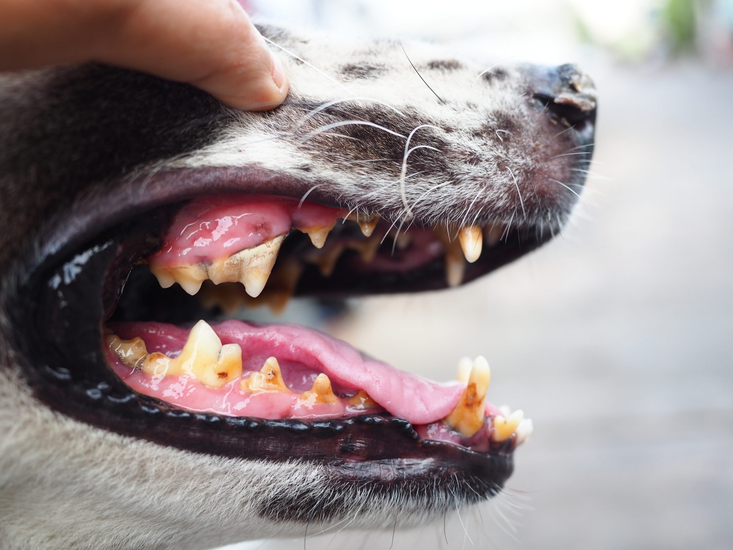 periodontal disease in dogs