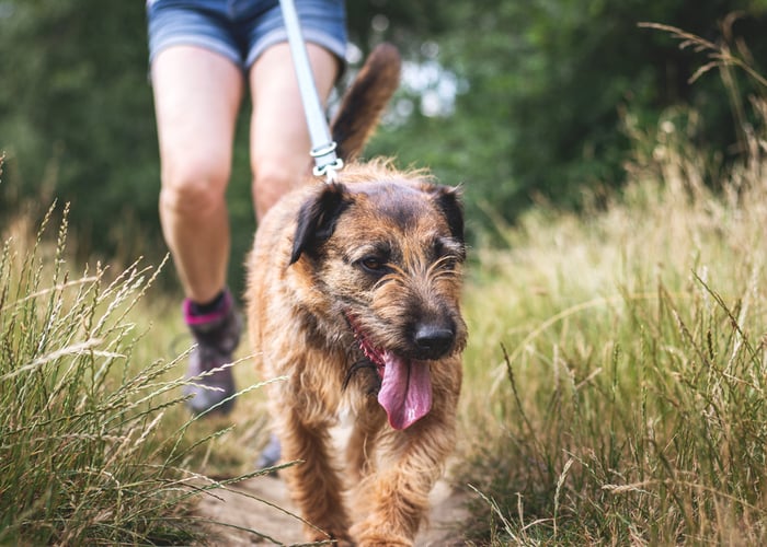 dog-friendly hikes