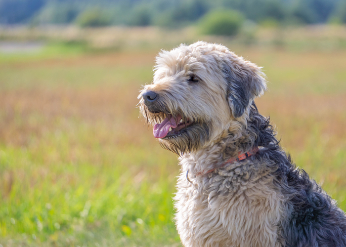 Wheaten Terrier