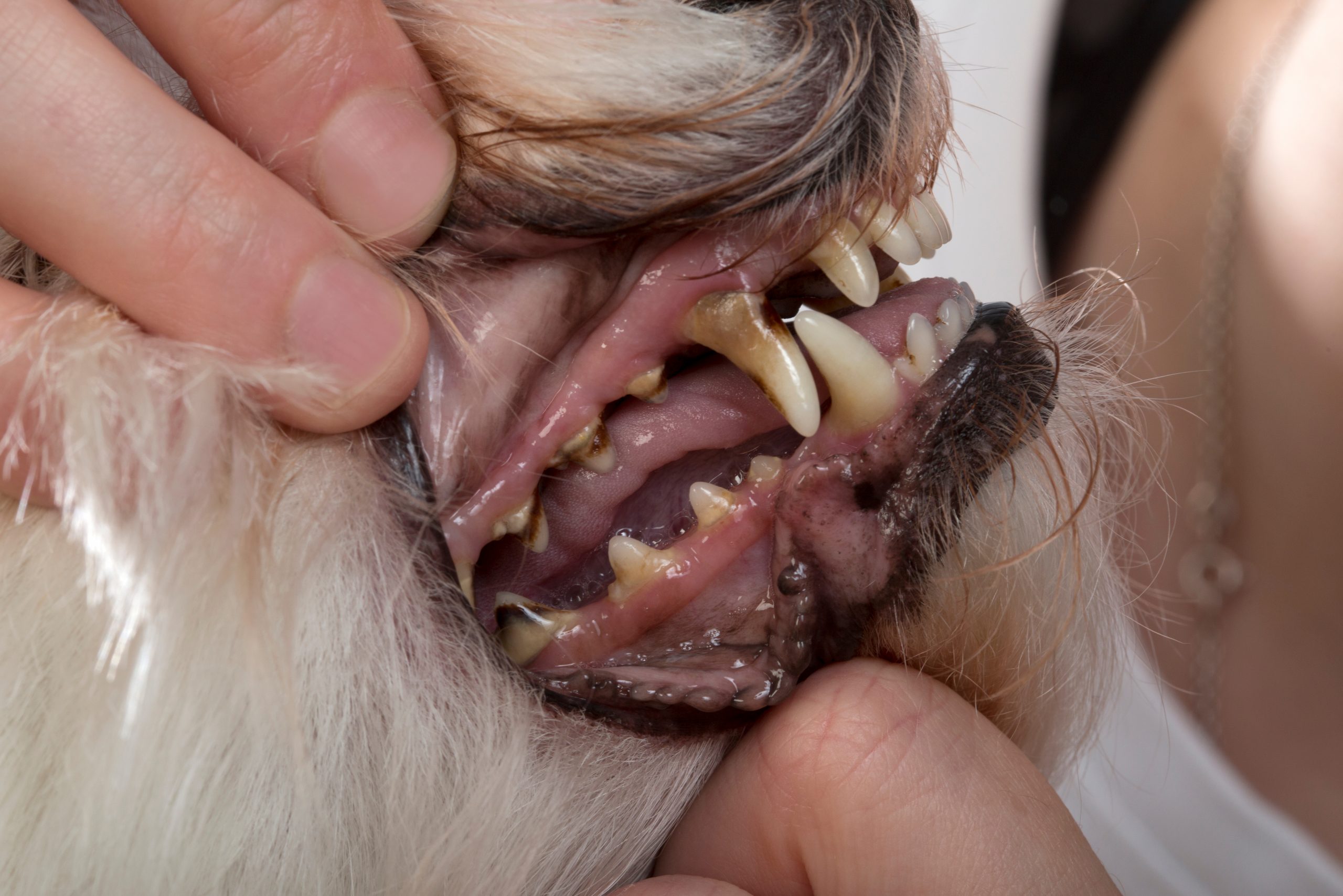 periodontal disease in dogs