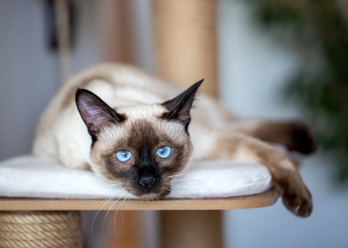 Siamese