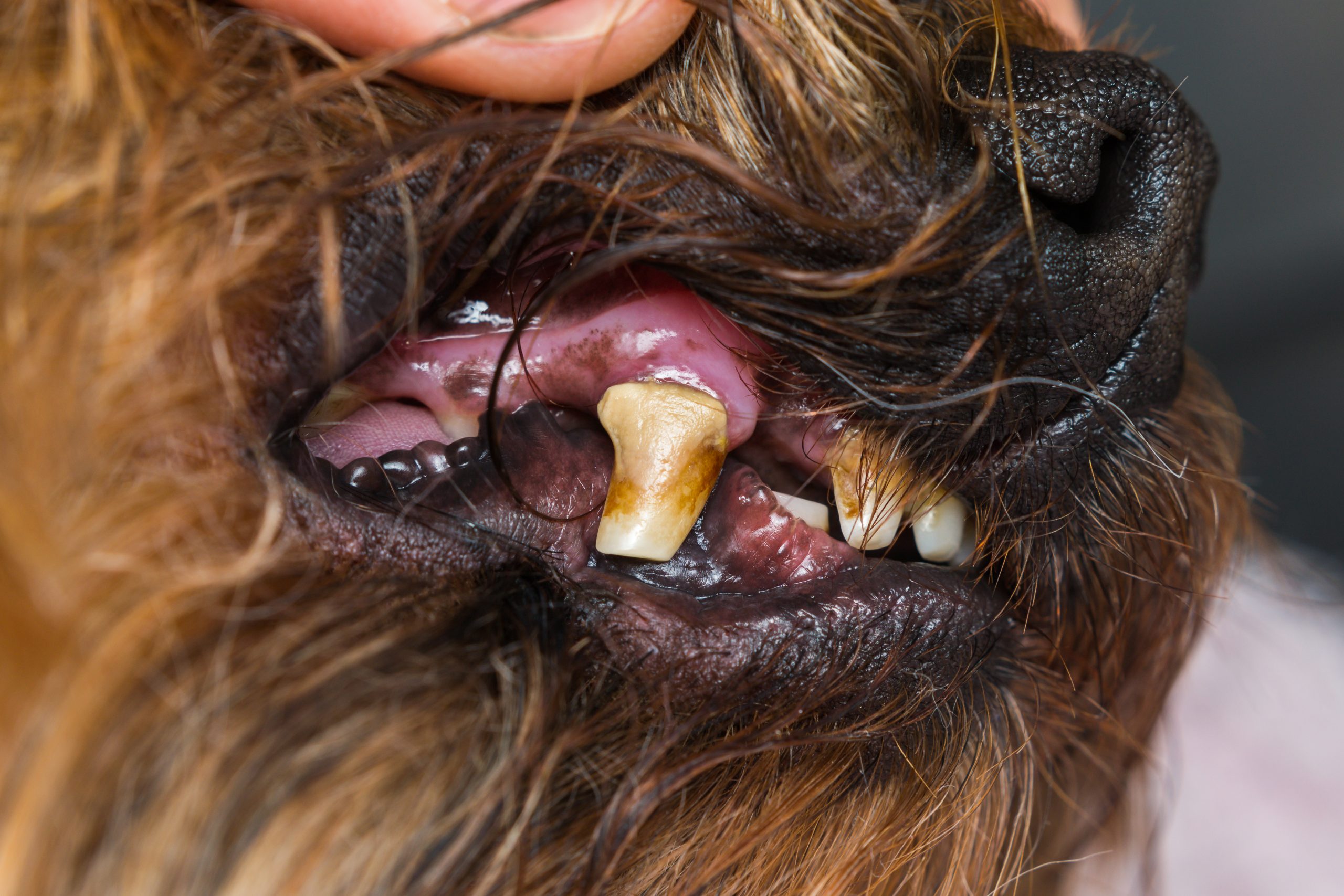 periodontal disease in dogs