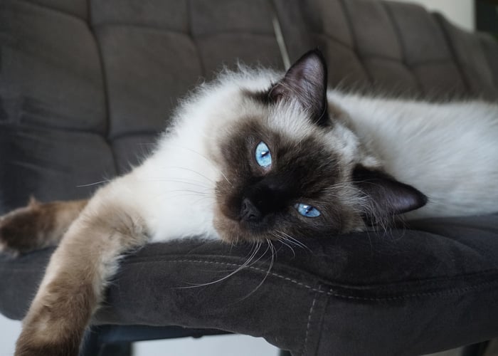 Ragdoll Cat Breed for Apartment Living