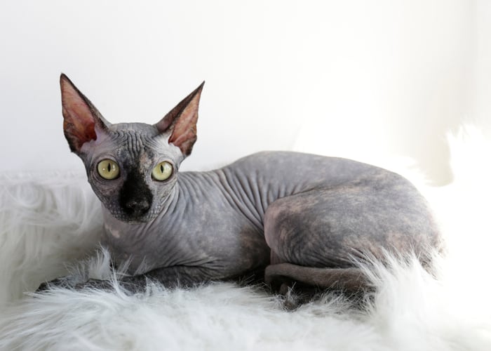 Sphynx cat