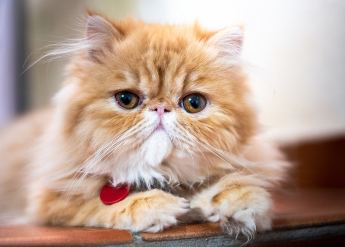 Exotic Cat Breed for Apartment Living