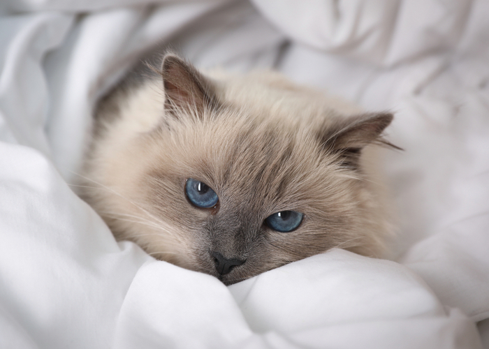 The Birman