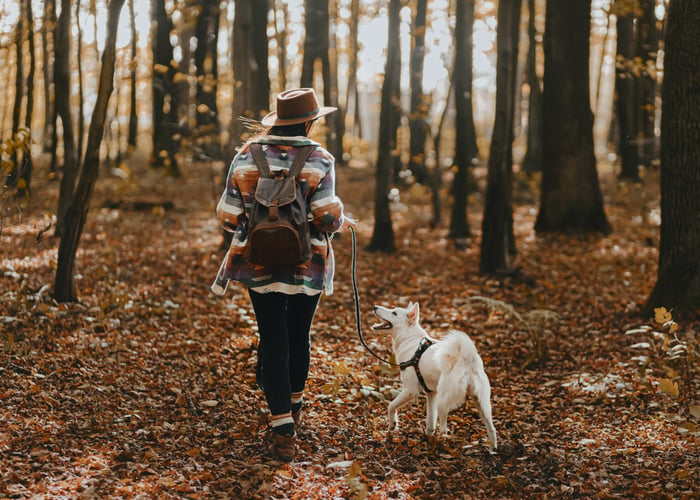 dog-friendly hikes