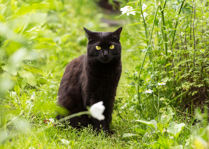 Bombay cat