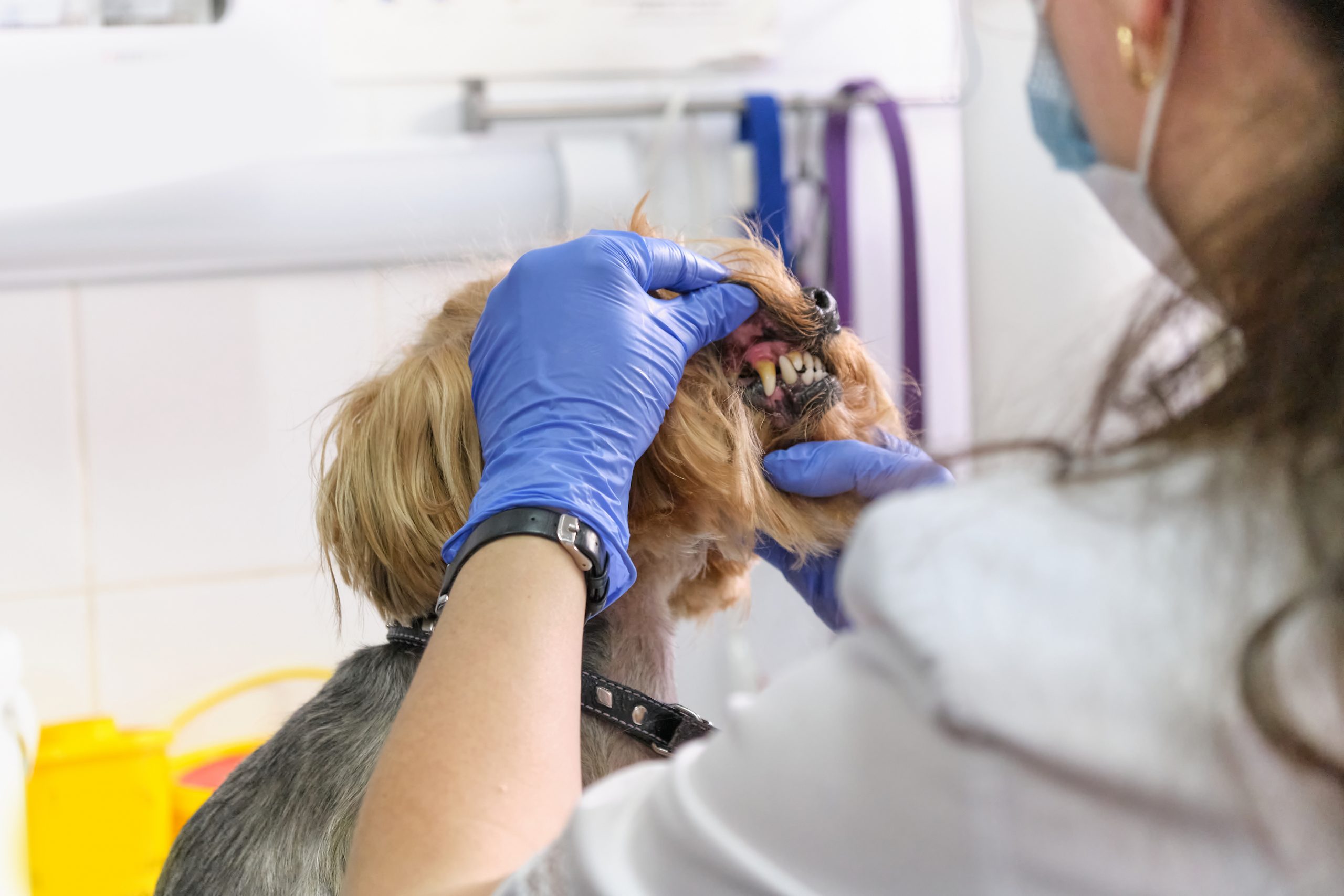 yorkie with periodontal disease in dogs