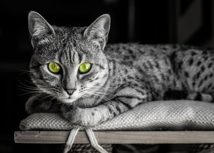 Egyptian Mau Cat