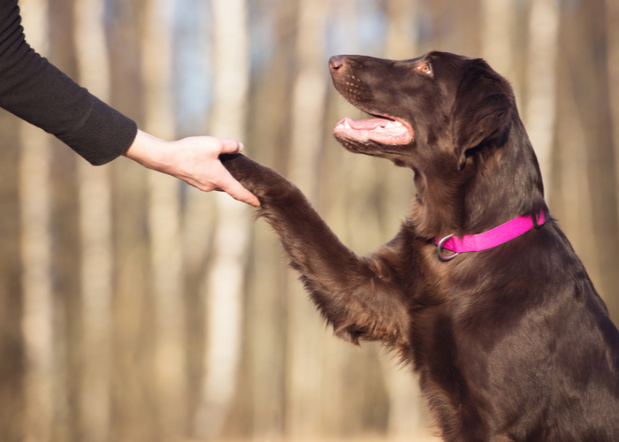 reward-based training