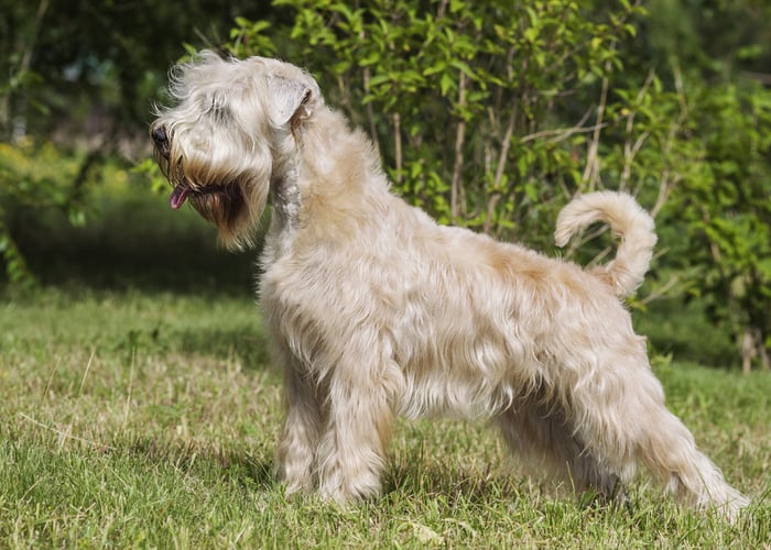 Wheaten Terrier