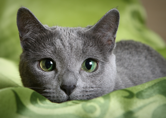 Russian Blue