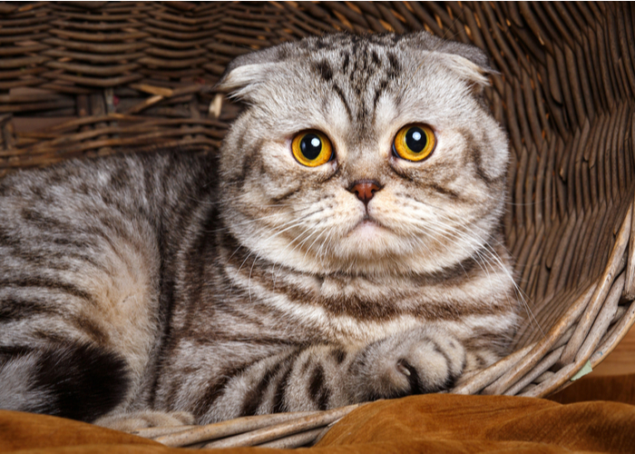 Scottish Fold