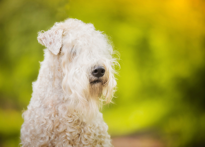 Wheaten Terrier