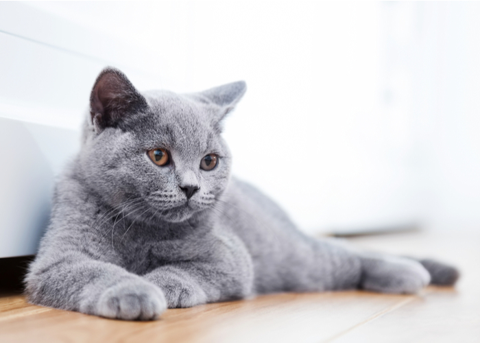 British Shorthair