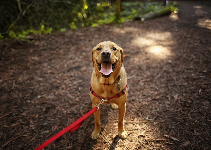 dog-friendly hikes