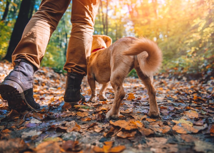 dog-friendly hikes