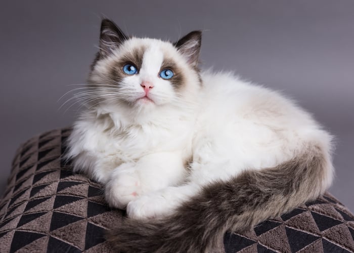 Ragdoll Cat