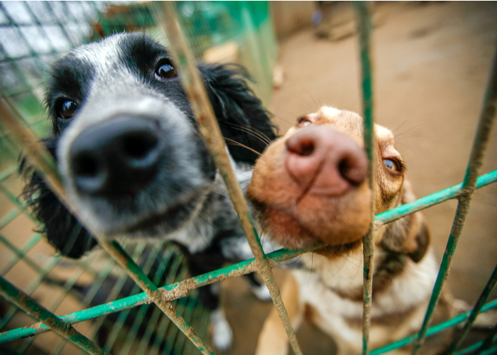 shelter dogs