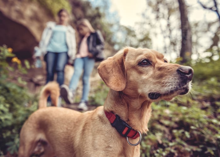 dog-friendly hikes