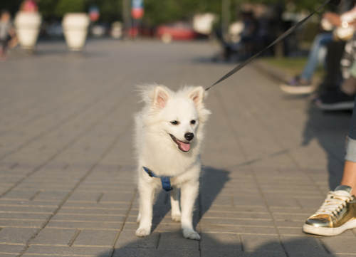 Dog on hot pavement