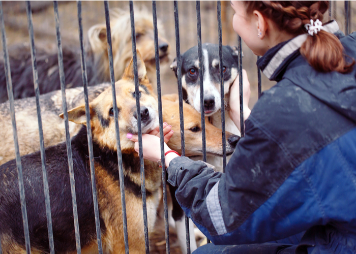 shelter dogs