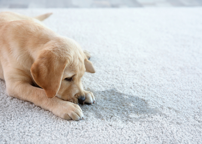 carpet cleaner for pets