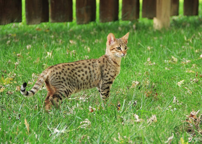 Savannah Cat