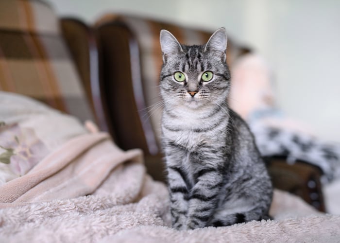 American Shorthair Cat