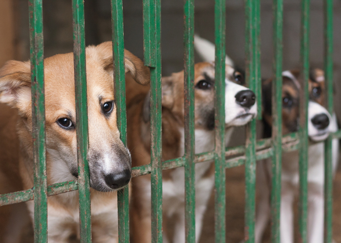 shelter dogs