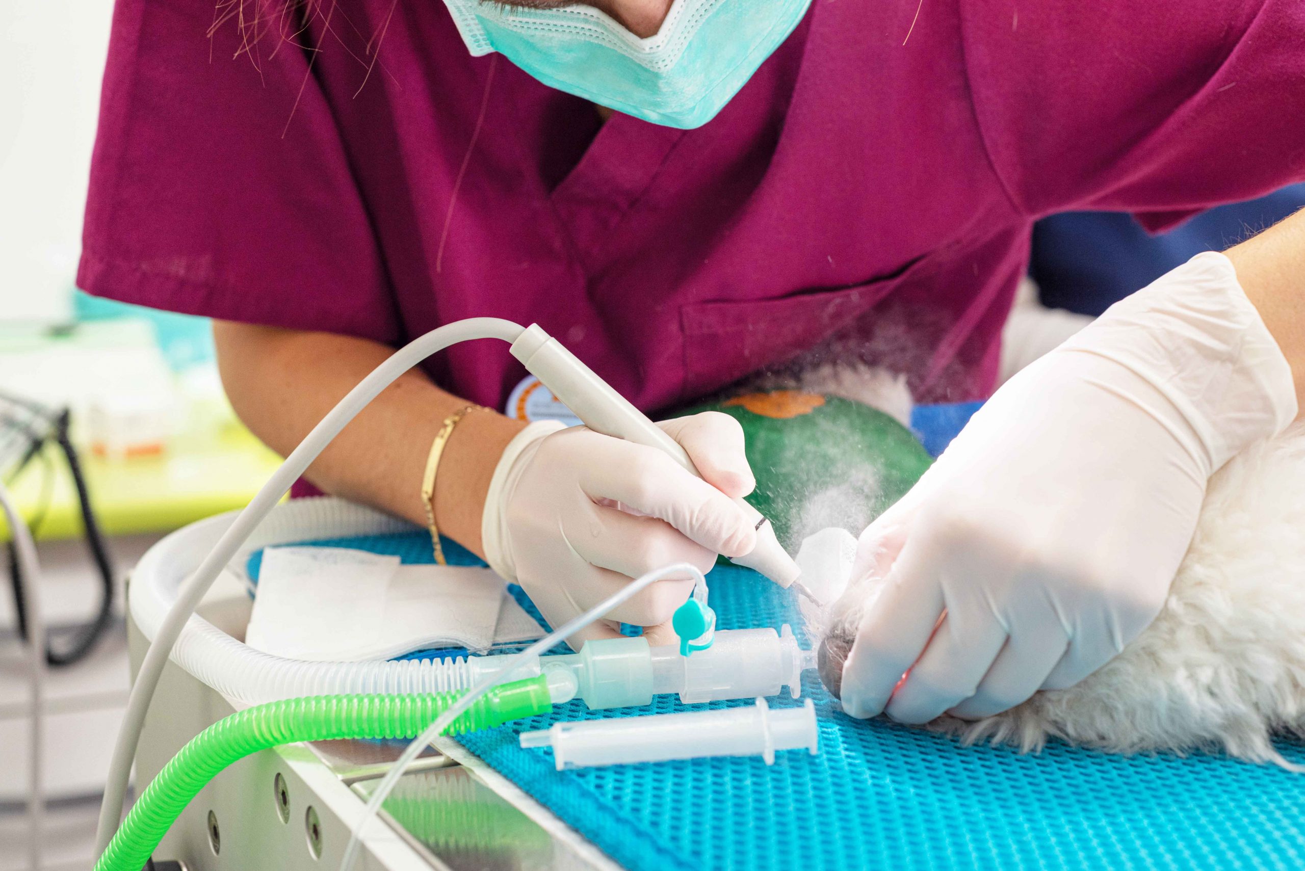 vet cleaning dogs teeth