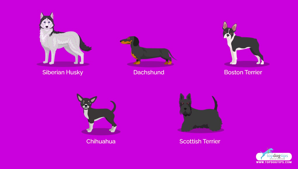 Stubborn Dog Breeds 