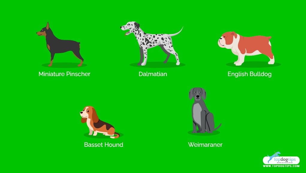 Stubborn Dog Breeds 