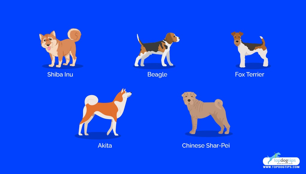 Stubborn Dog Breeds 