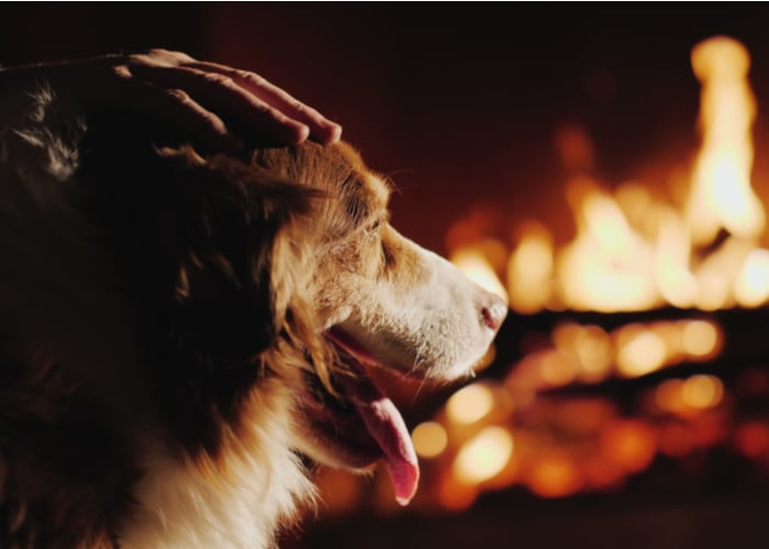 Pet's Fire Safety Tips During the Disaster