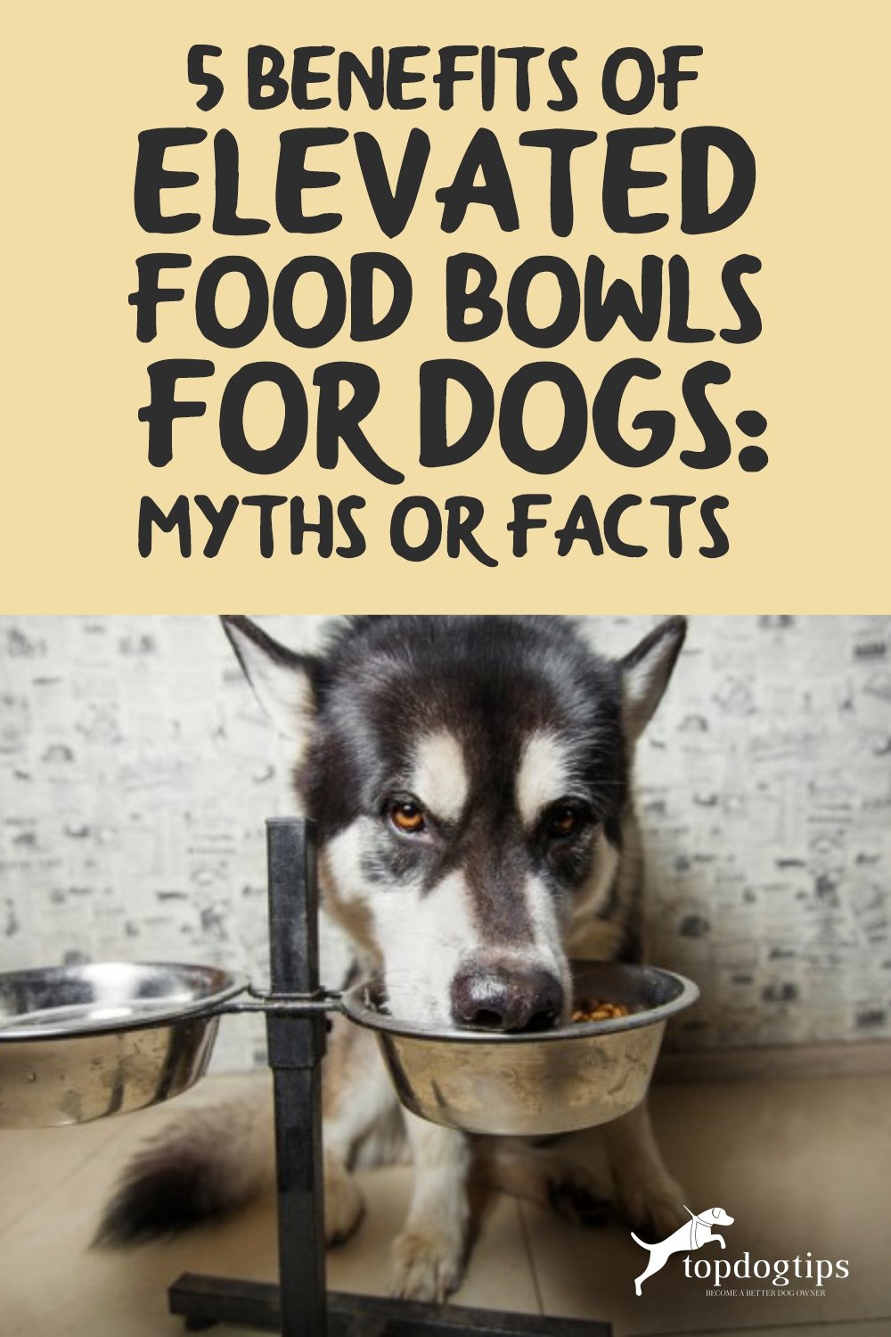 5 Benefits of Elevated Food Bowls for Dogs- Myths or Facts-