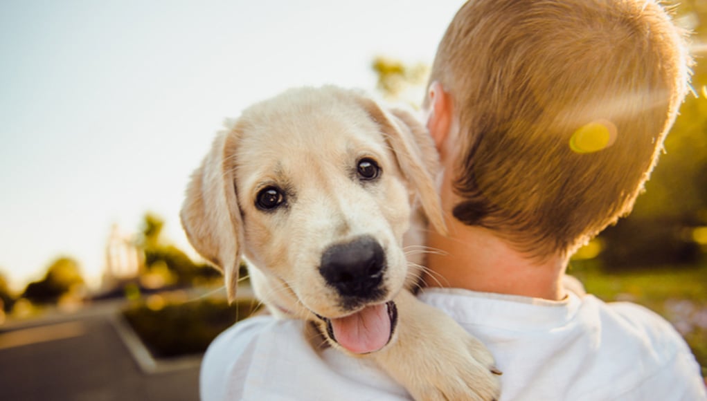 Best time to get a puppy