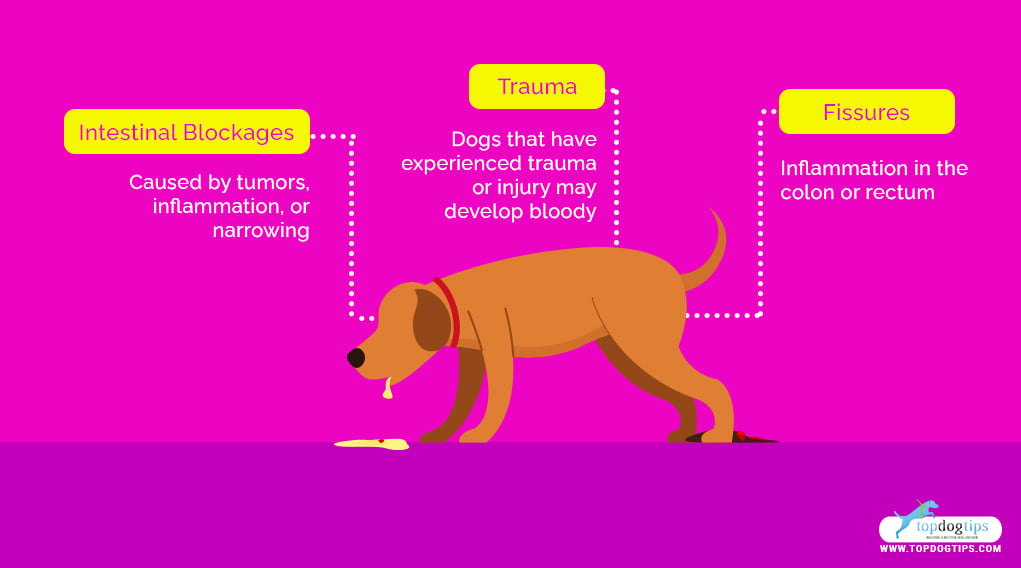 Blood in Dogs Stool 3 Additional Causes of Blood in Dogs Stool