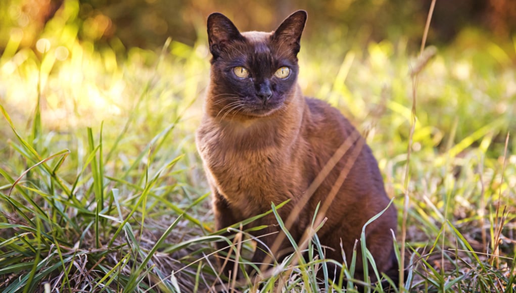 Burmese Cat Breed